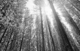 Photo of Sunlight in the Trees